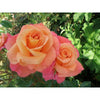 Sunrise Climber Rose - Heritage Gardens UK Online Garden Centre