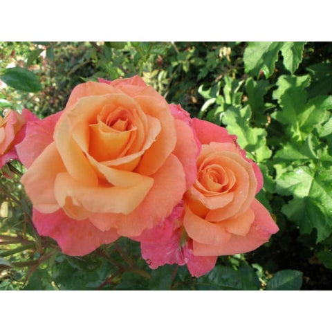 Sunrise Climber Rose - Heritage Gardens UK Online Garden Centre