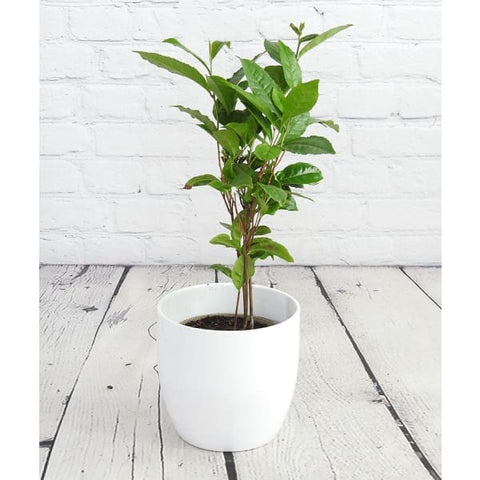 Tea Plant - Heritage Gardens UK Online Garden Centre