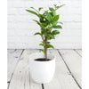 Tea Plant - Tea Plant - Indoor Plants