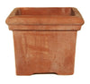 Bay Tree Terracini Terracotta Square Pot