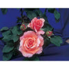 Warm Wishes Bush Rose - Heritage Gardens UK Online Garden Centre