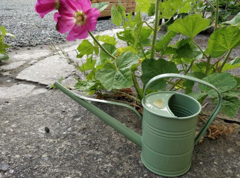 Summer Green Watering Can - 1.5 Litres