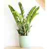 Zanzibar Gem - Zanzibar Gem - Indoor Plants