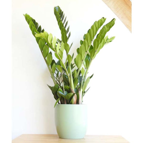 Zanzibar Gem - Zanzibar Gem - Indoor Plants