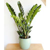 Zanzibar Gem - Zanzibar Gem - Indoor Plants